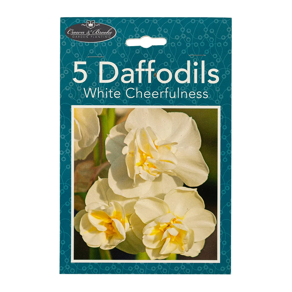 5 White Cheerfulness Daffodils
