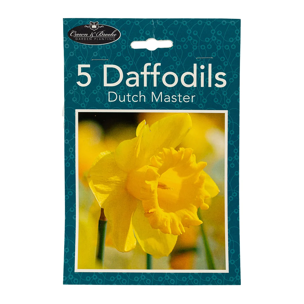 5 Dutch Master Daffodils