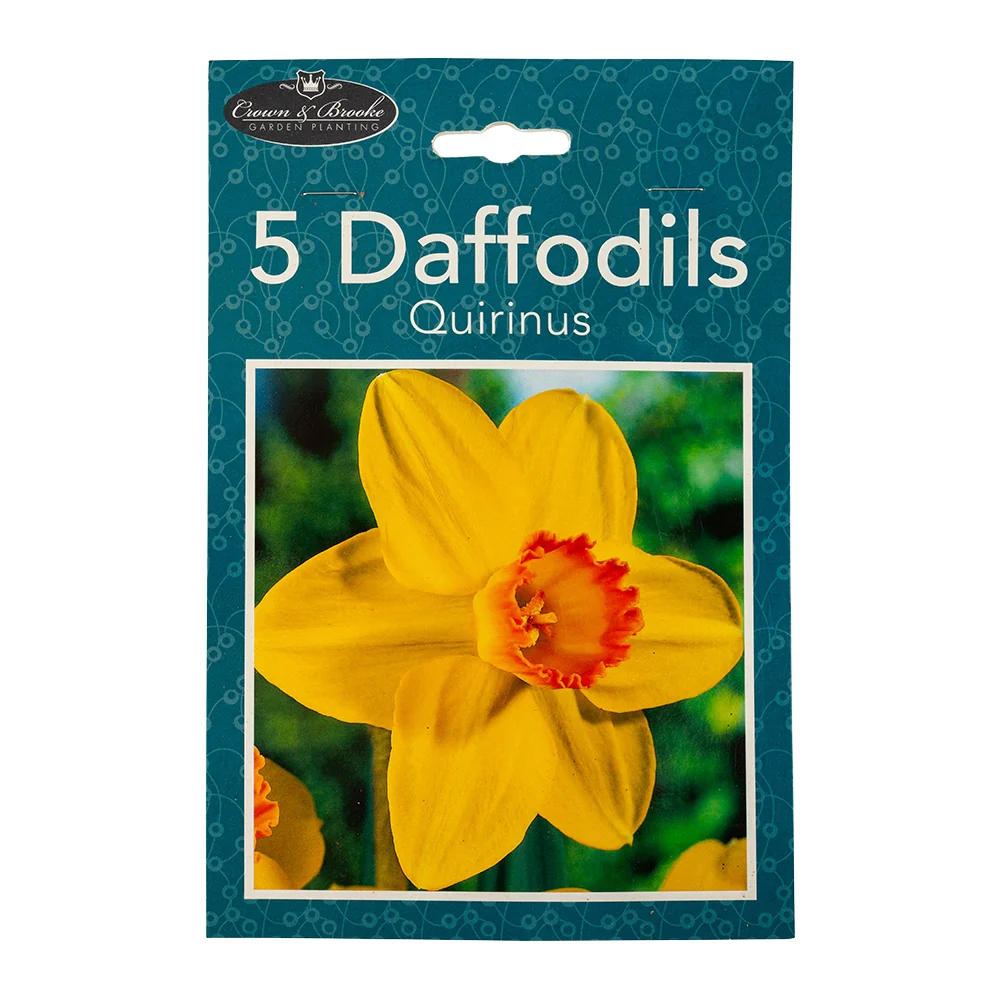5 Quirinus Daffodils