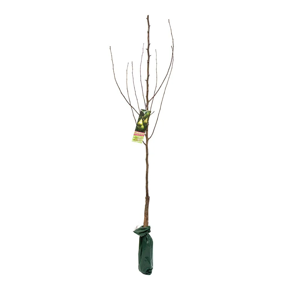 Large Fruit Tree