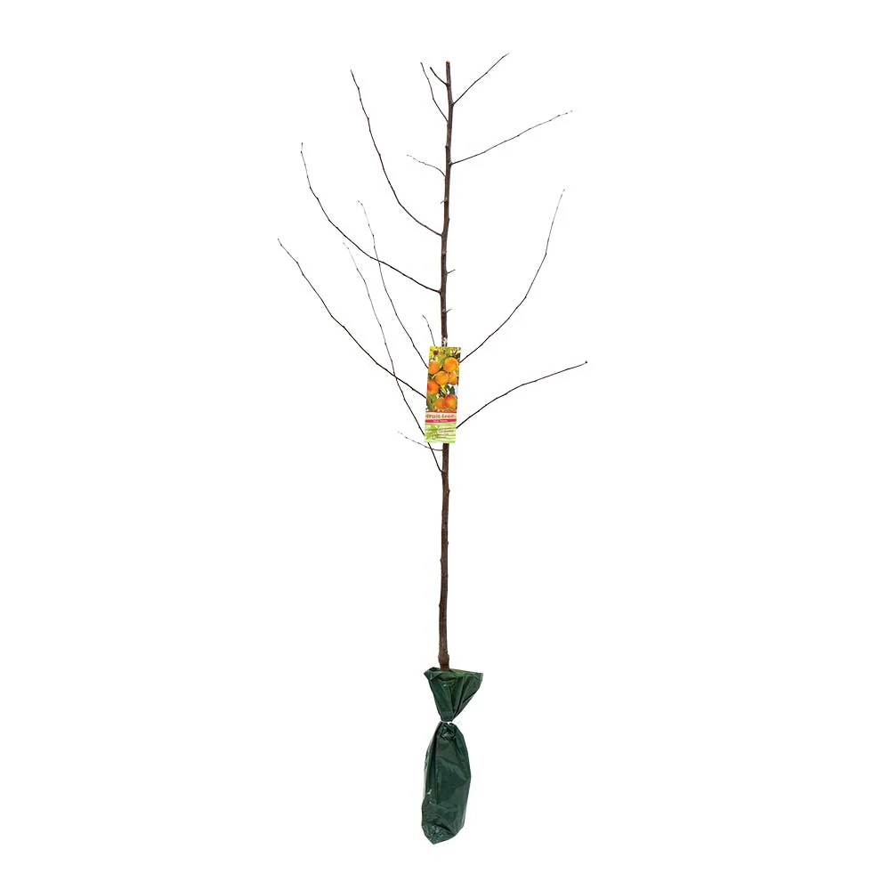 Large Fruit Tree - Image 10