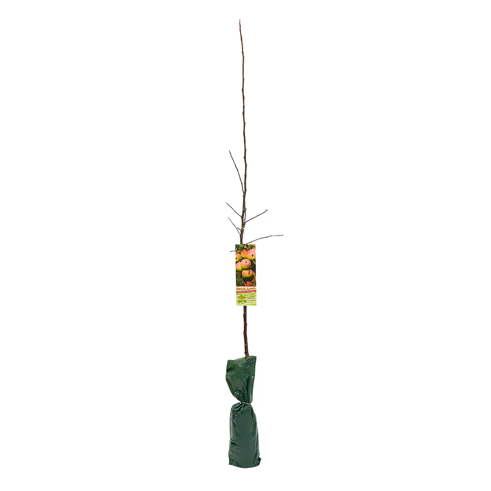 Large Fruit Tree - Image 3