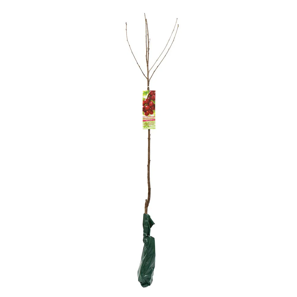 Large Fruit Tree - Image 5