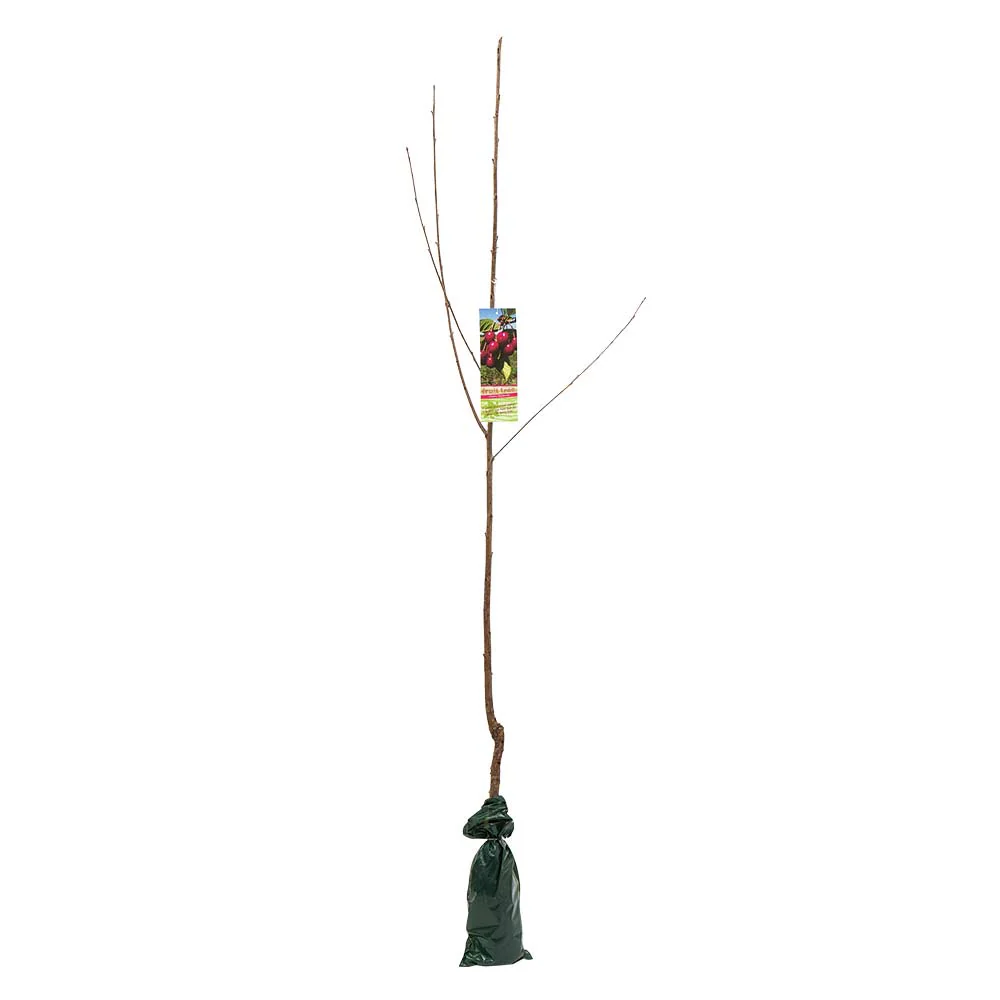 Large Fruit Tree - Image 6