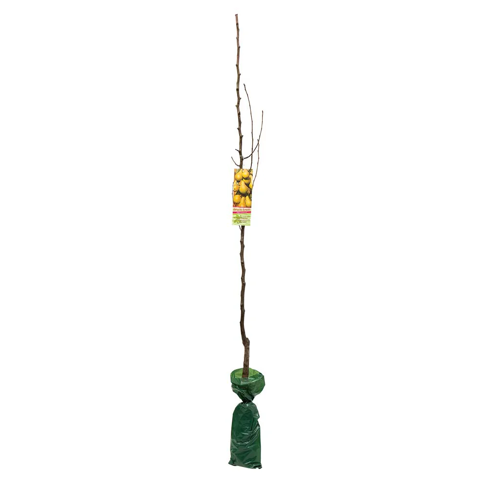 Large Fruit Tree - Image 7