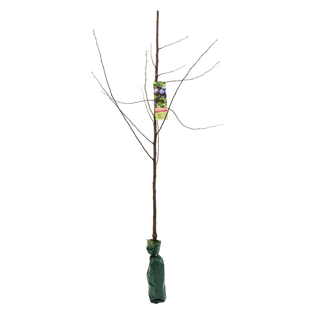 Large Fruit Tree - Image 8