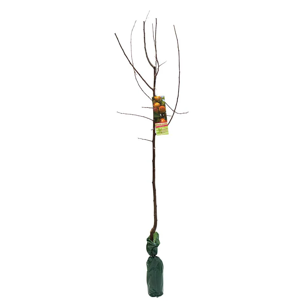 Large Fruit Tree - Image 9