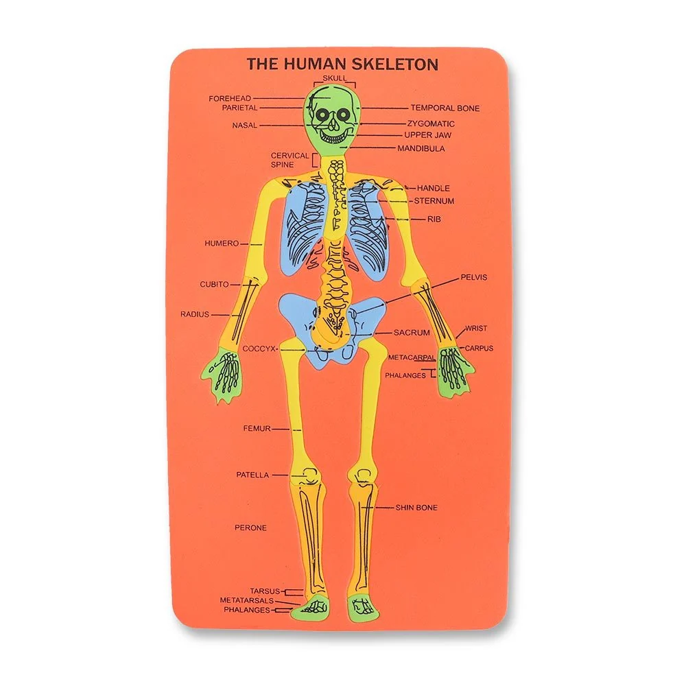 Skeleton Foam Board