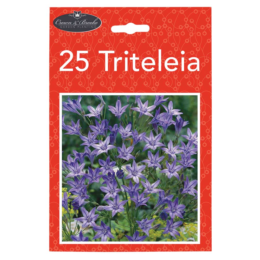 Summer Mini Bulbs - Image 6