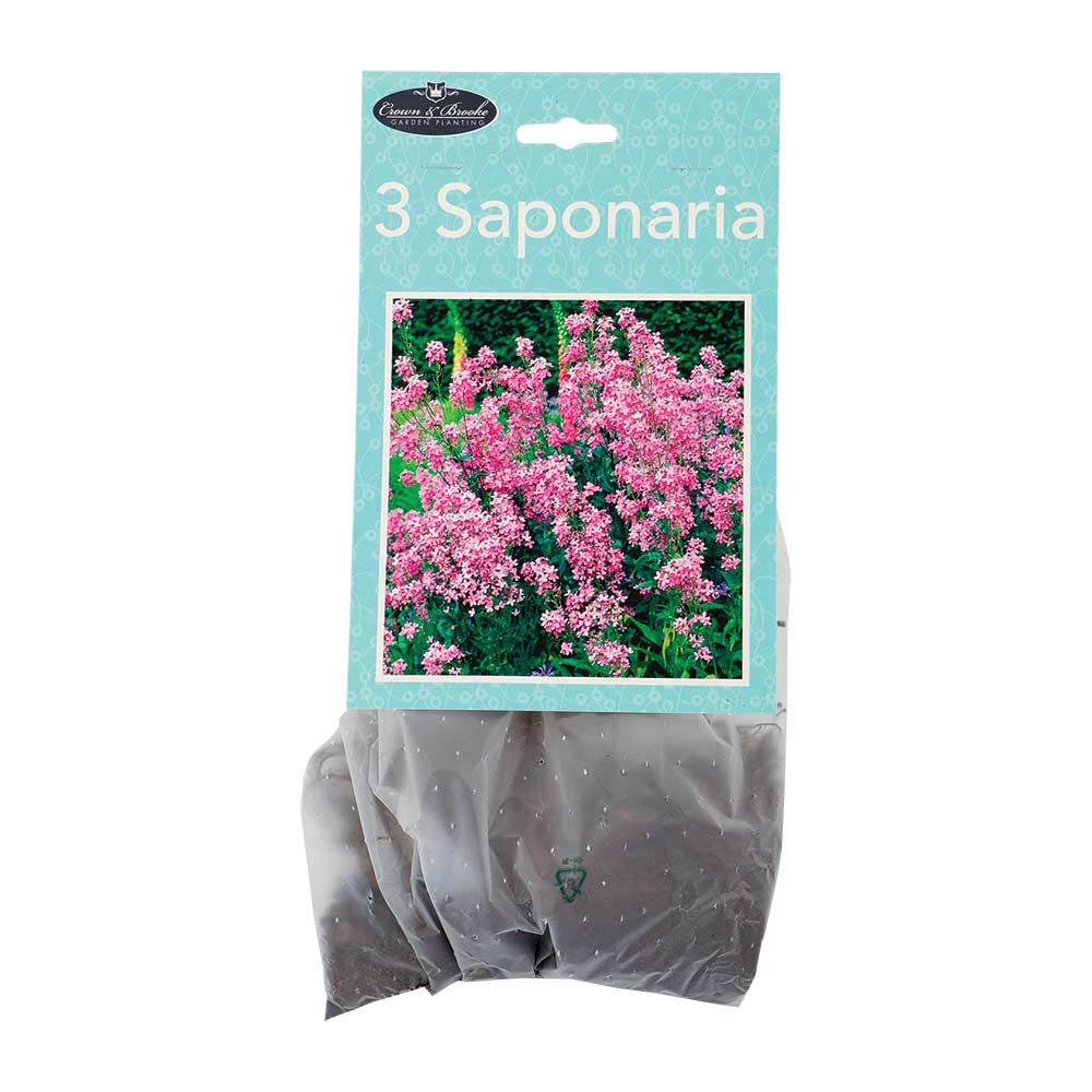 Summer Perennials - Image 3