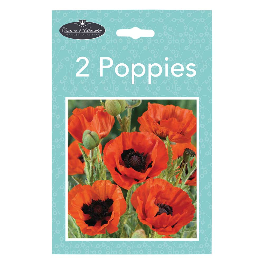 Summer Perennials - Image 7
