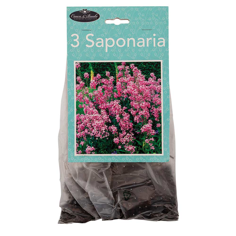 Summer Perennials - Image 8